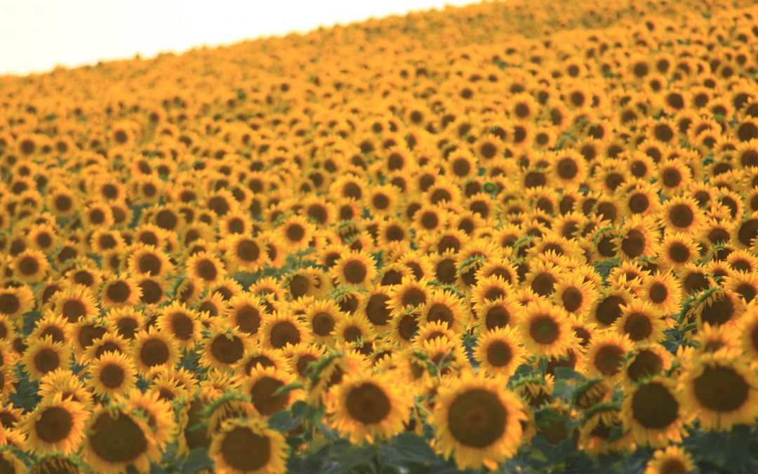 Sunflowers